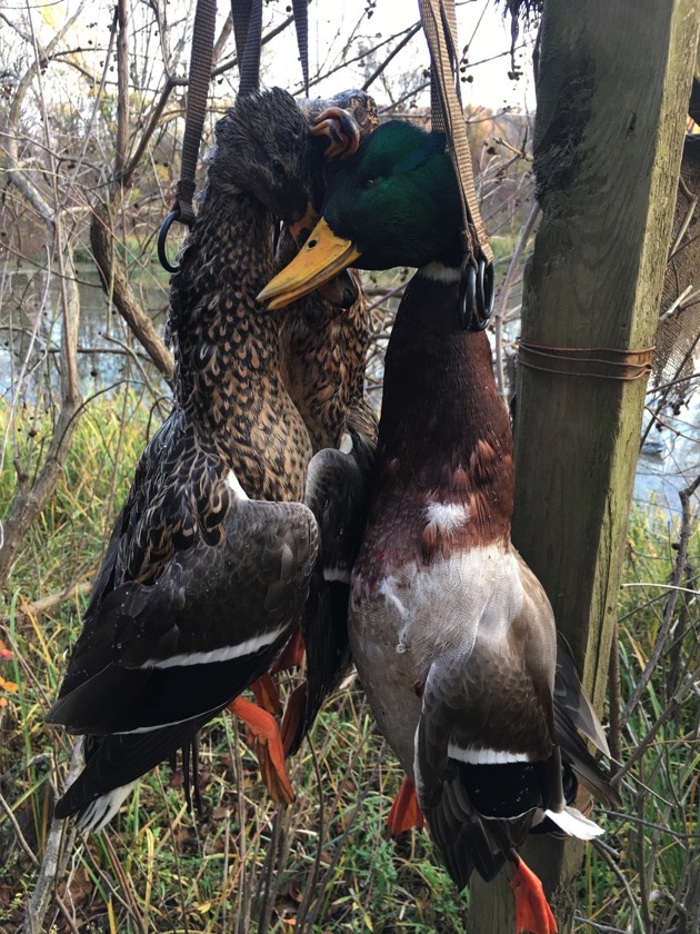 Stacks Image p18_n11789